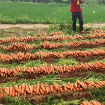 三红胡萝卜电商货水洗大量出货价格优惠