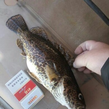 班桂鱼食用活鱼20~30cm