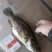 班桂鱼食用活鱼20~30cm