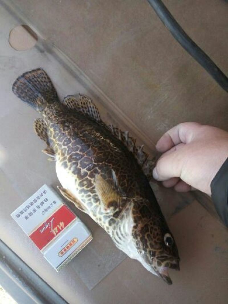 班桂鱼食用活鱼20~30cm