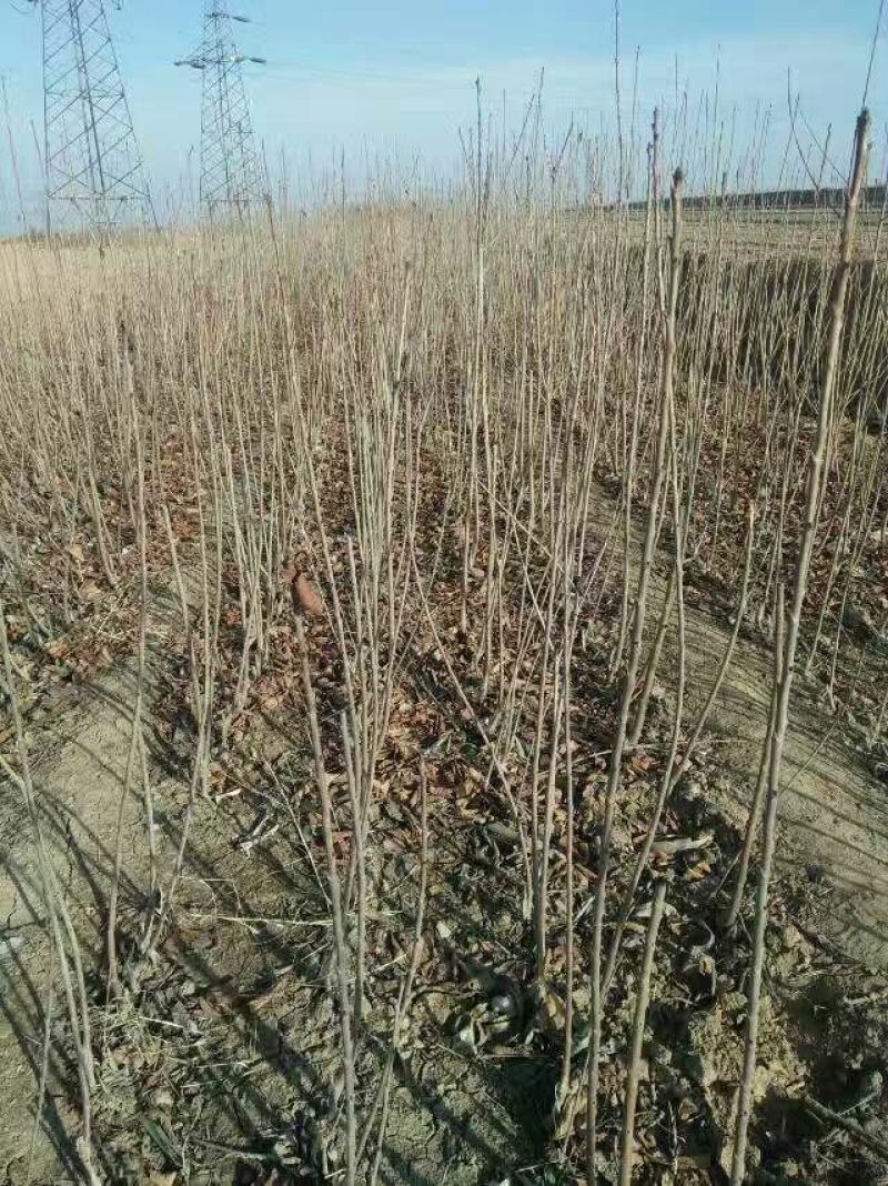 矮化樱桃苗2年80cm以上