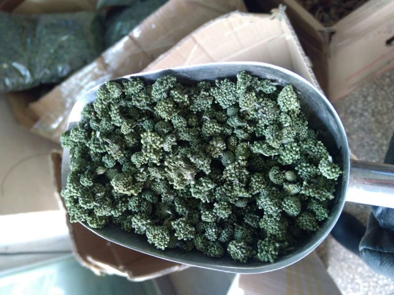三七花选货绿花一斤起包邮量大从优