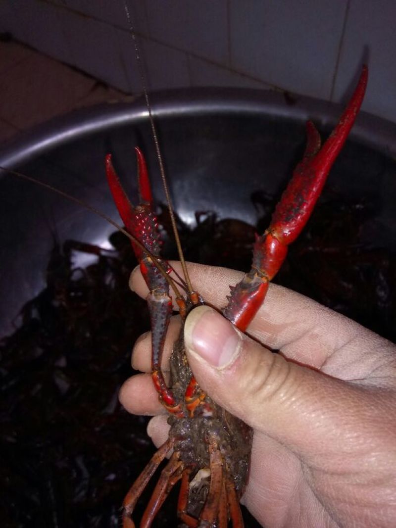 克氏原螯虾食用6~8钱活虾小龙虾主养