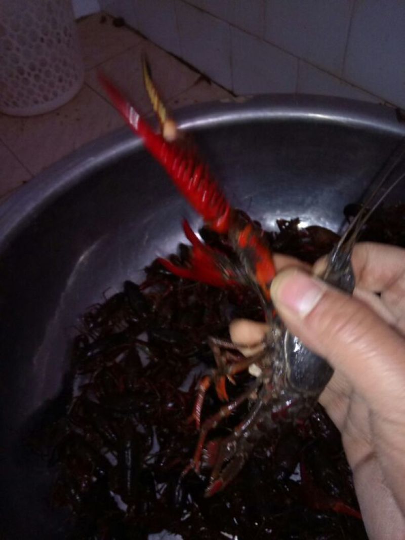 克氏原螯虾食用6~8钱活虾小龙虾主养