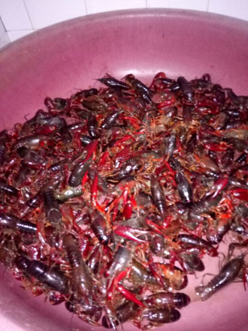 克氏原螯虾食用6~8钱活虾小龙虾主养