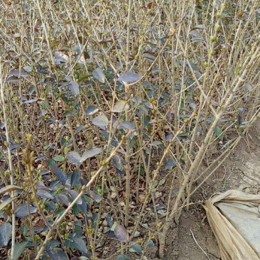 金叶女贞苗30~40cm金叶女贞球大小苗量大优惠