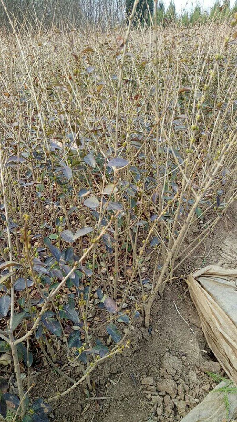 金叶女贞苗30~40cm金叶女贞球大小苗量大优惠