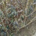 金叶女贞苗30~40cm金叶女贞球大小苗量大优惠
