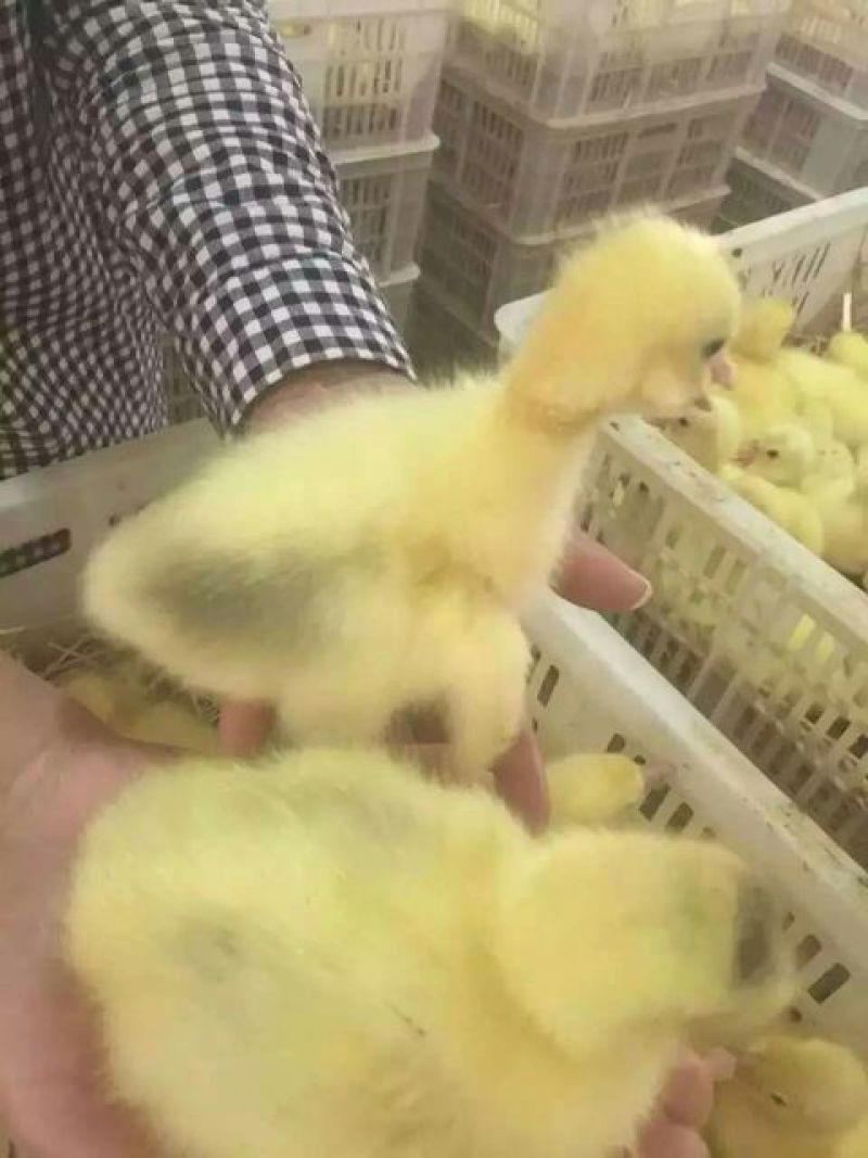 鹅苗250g以下