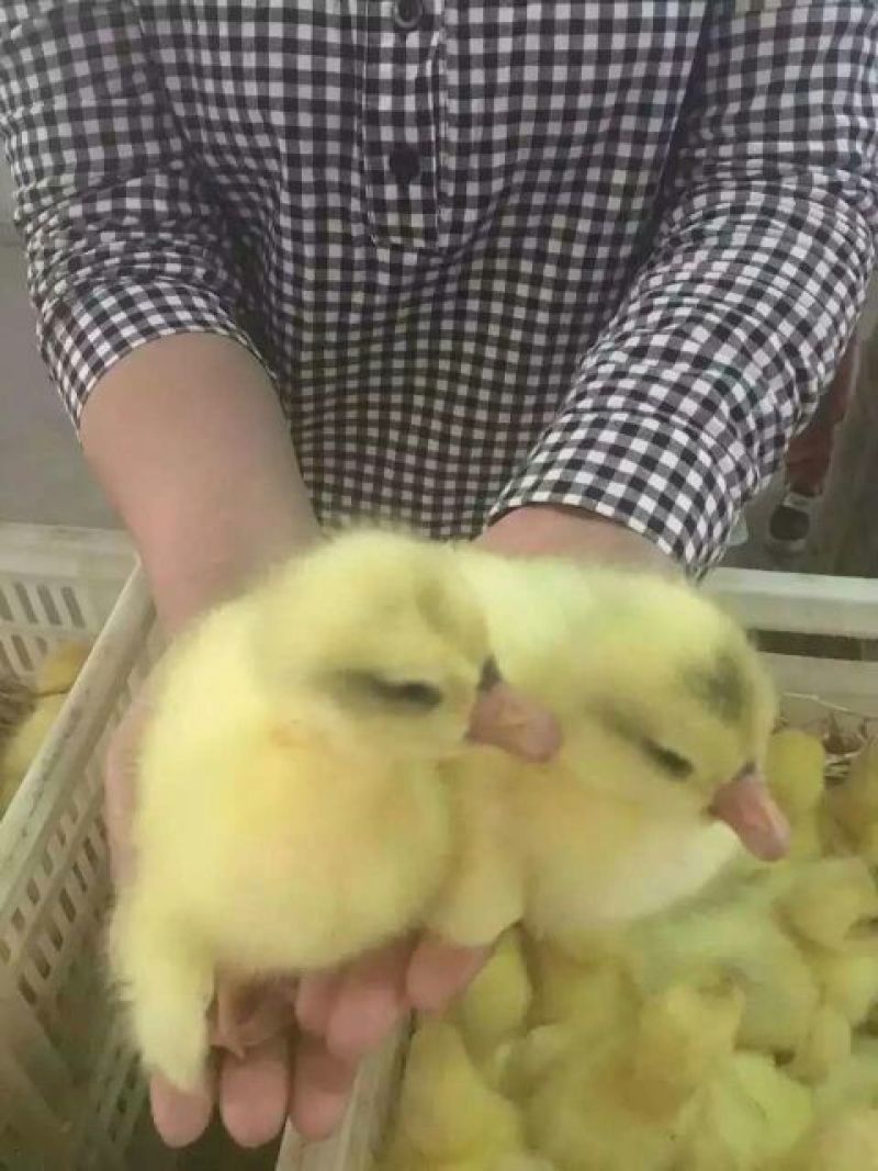 鹅苗250g以下