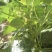 架豆王豆角20厘米以上