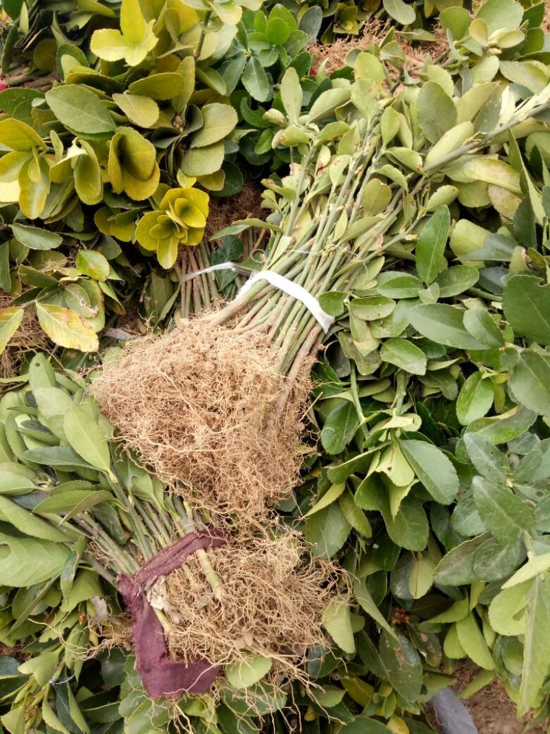 大叶黄杨苗10~20cm