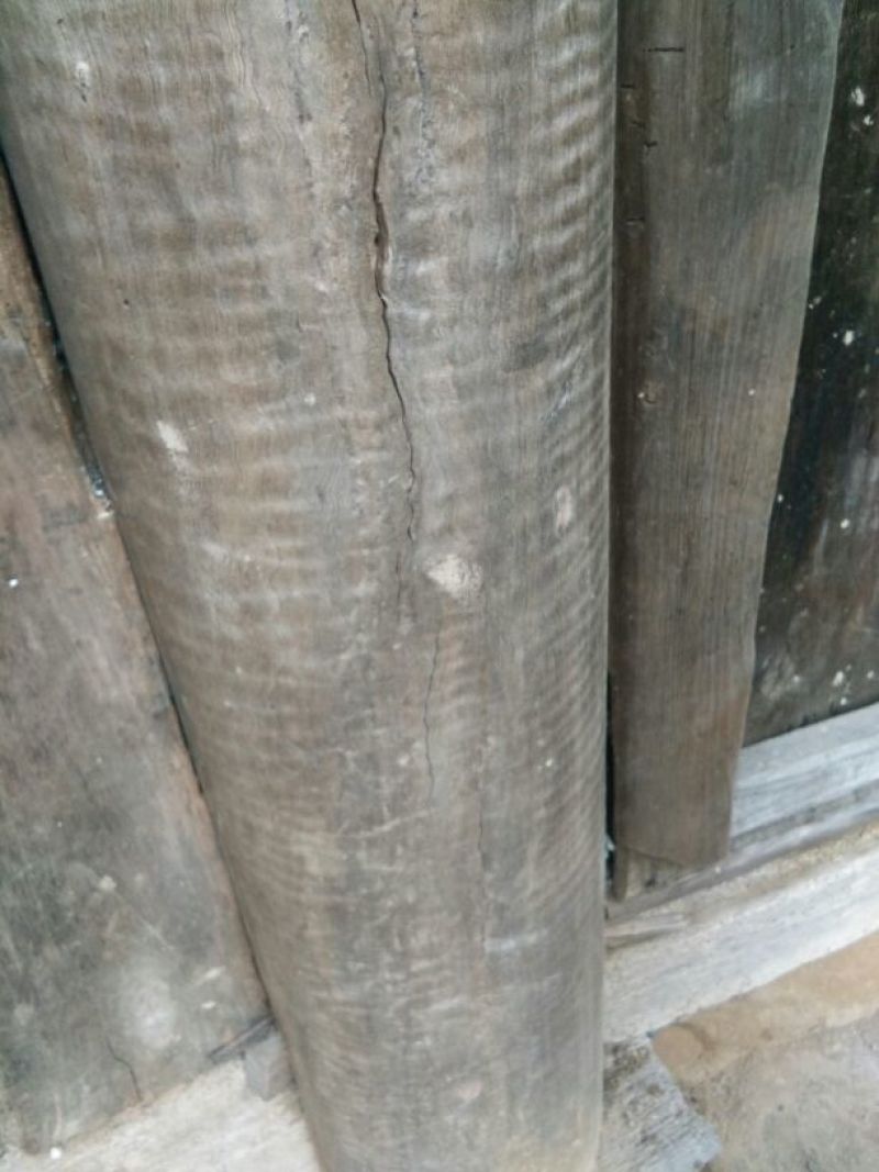 金丝楠10cm以下