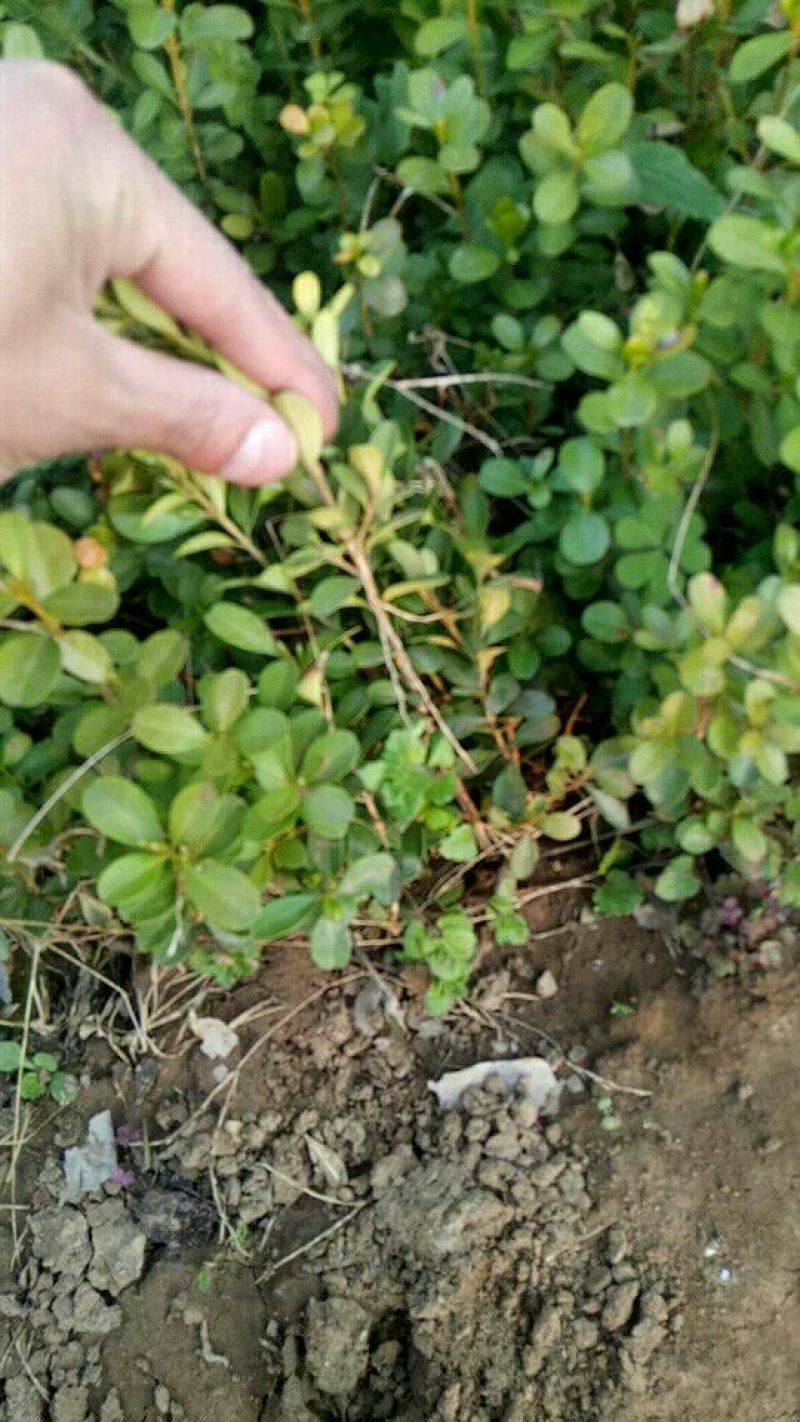 小叶黄杨苗10~20cm