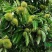嫁接板栗苗果树苗大红袍板栗树苗庭院盆栽南方北方种植