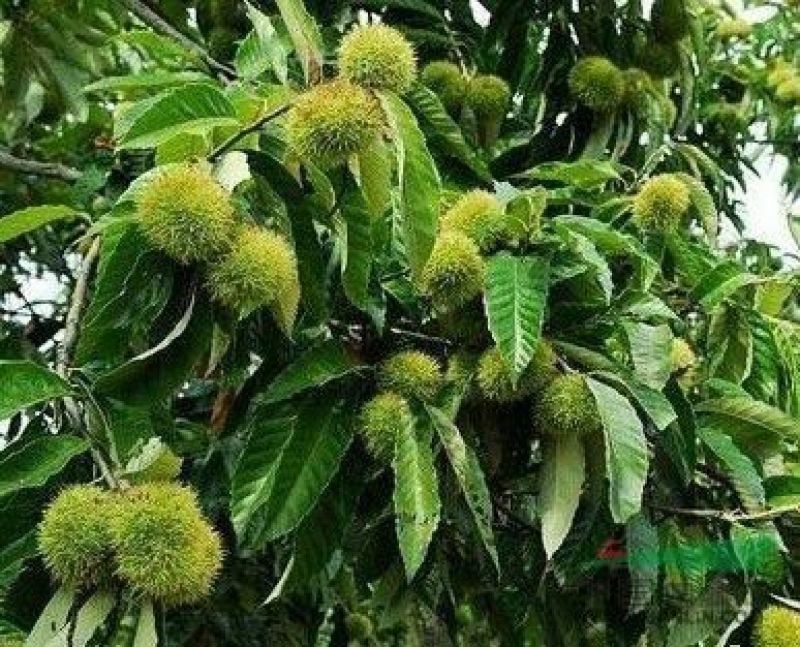 嫁接板栗苗果树苗大红袍板栗树苗庭院盆栽南方北方种植