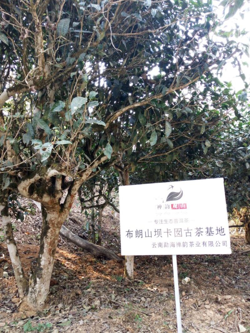 百年大树茶一级