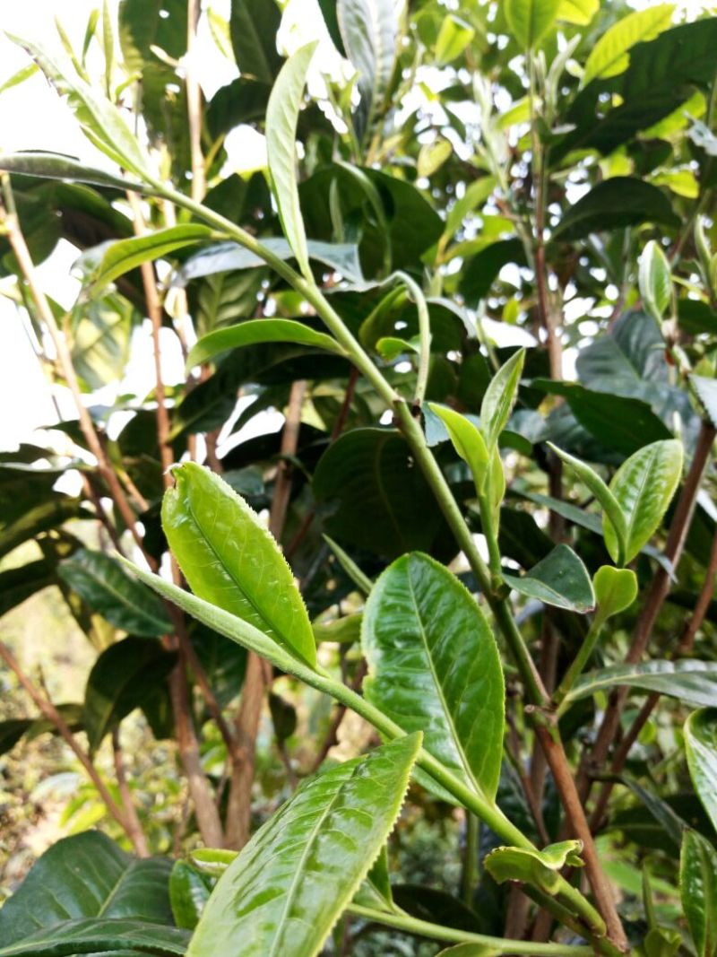 百年大树茶一级