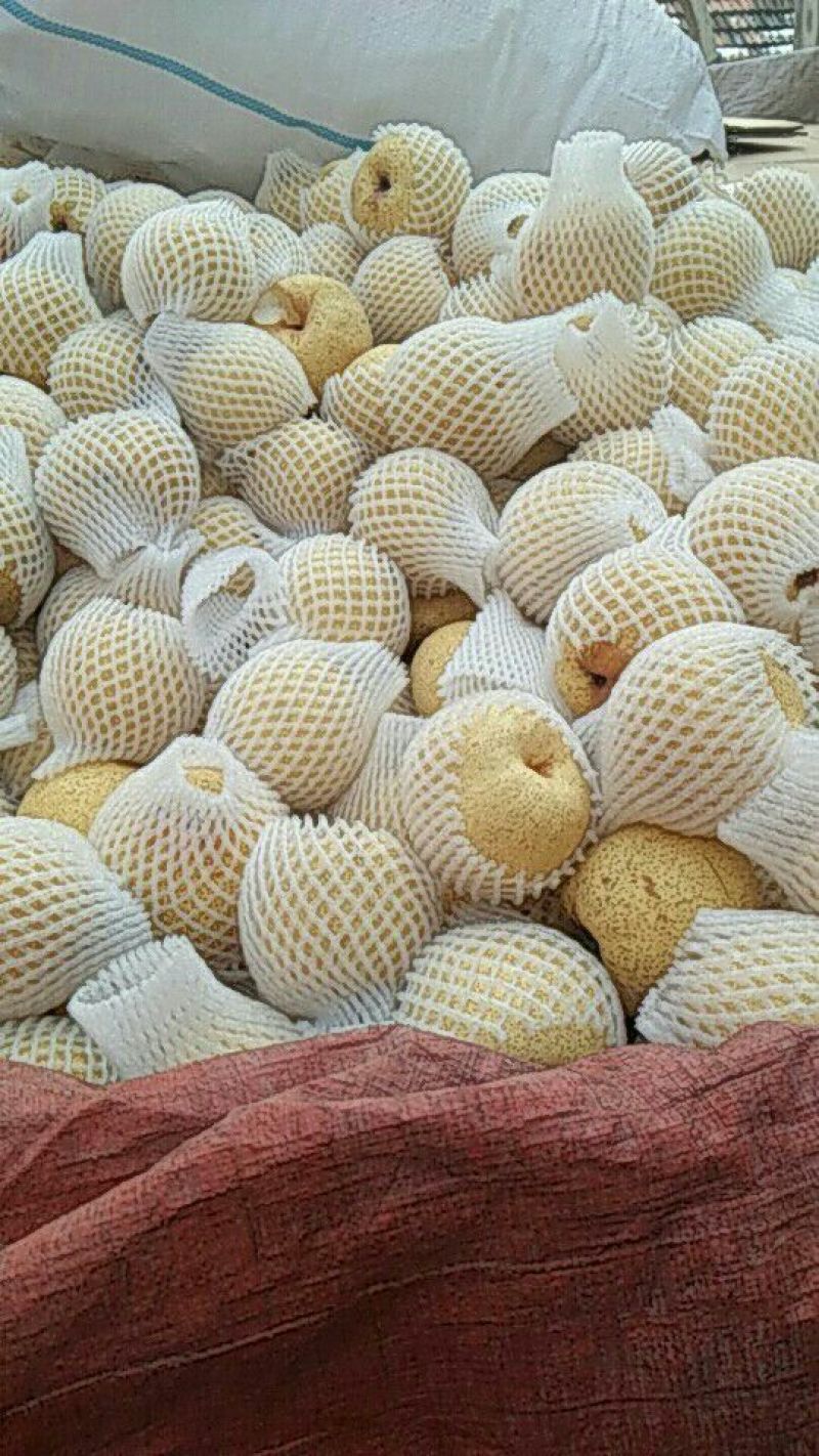 砀山梨300~350g光果