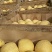 砀山梨300~350g光果
