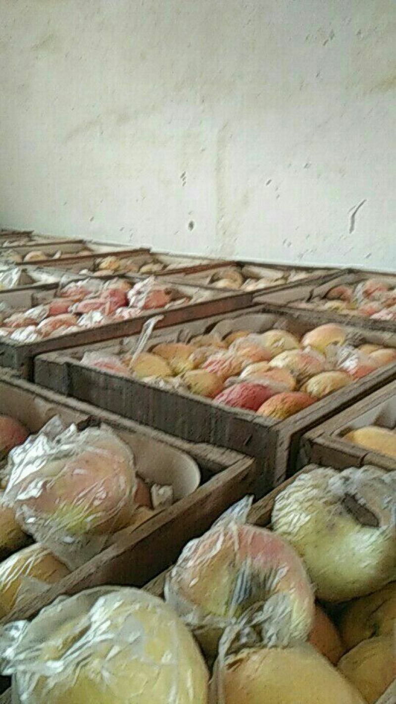 砀山梨300~350g光果