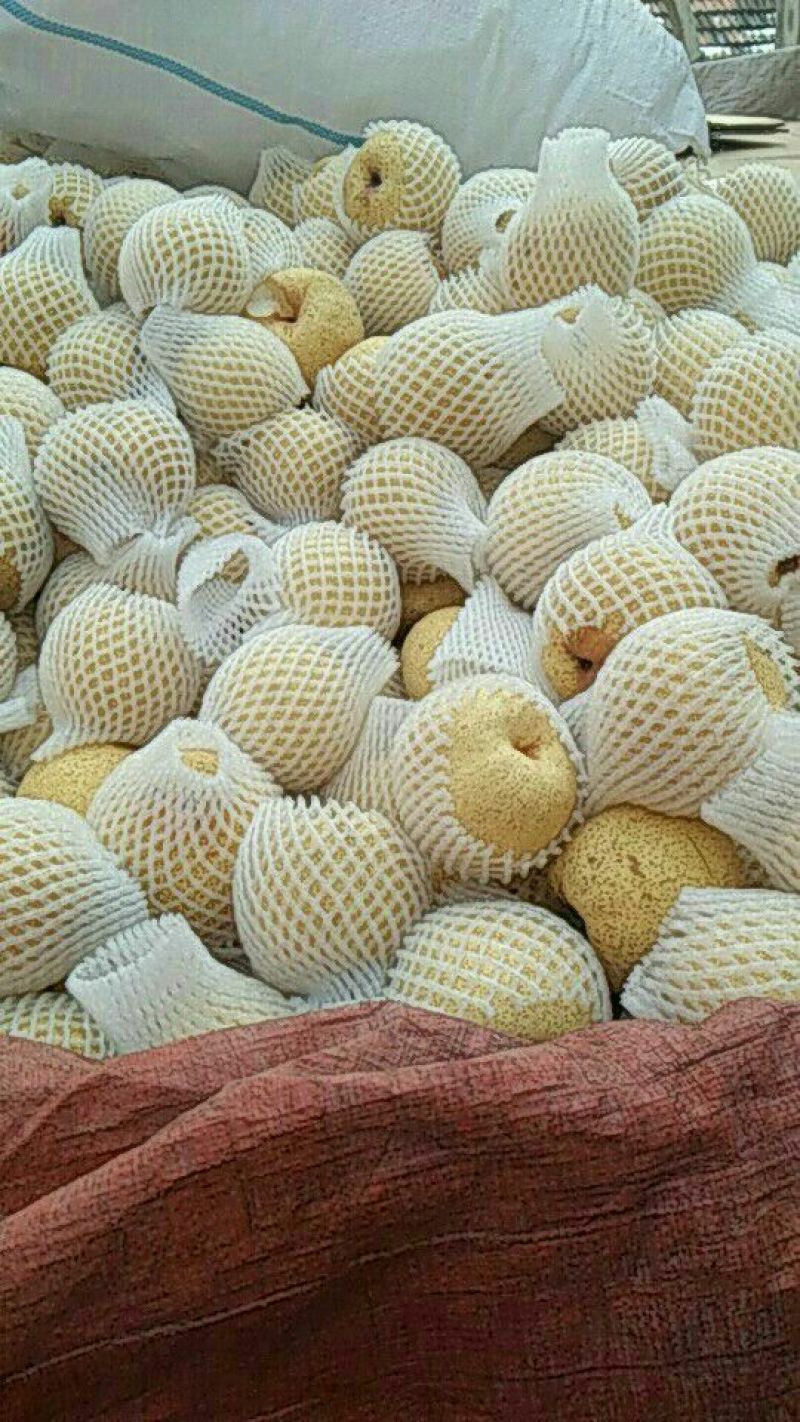 砀山梨300~350g光果