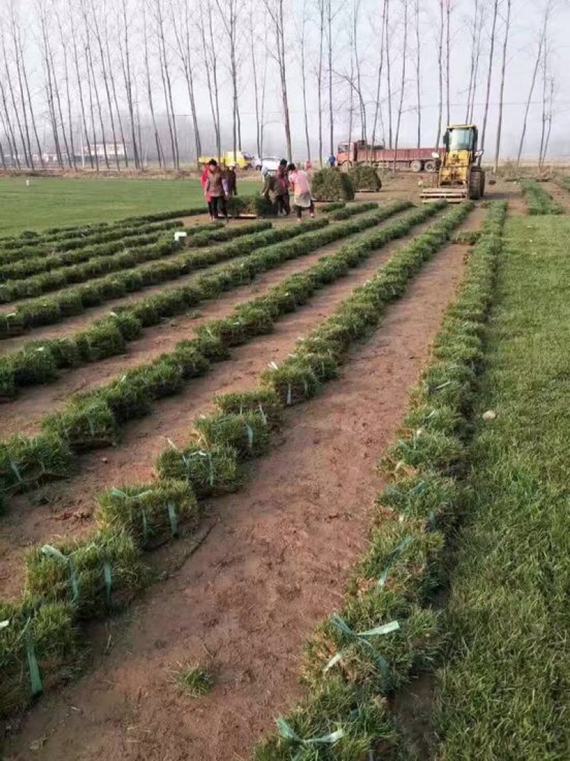 草坪草有四季青，高羊毛，各种草坪