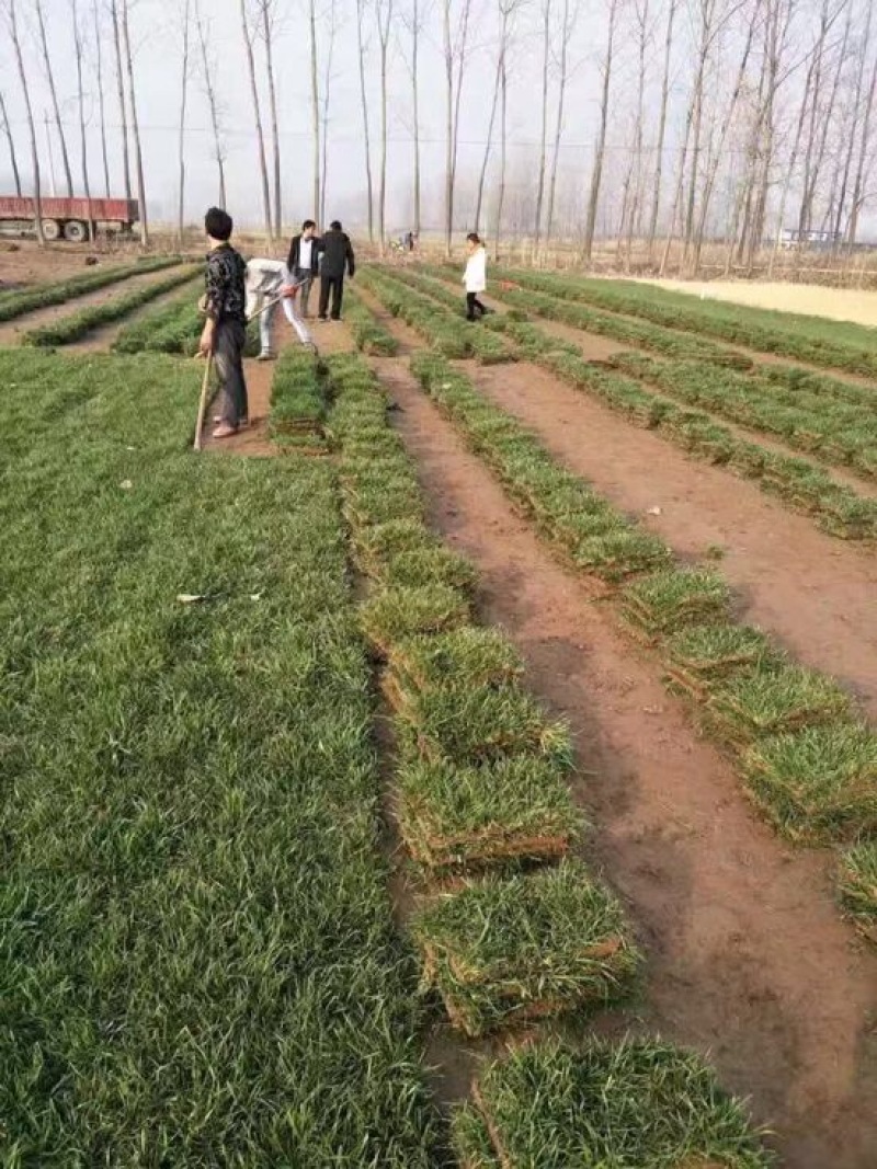 草坪草有四季青，高羊毛，各种草坪