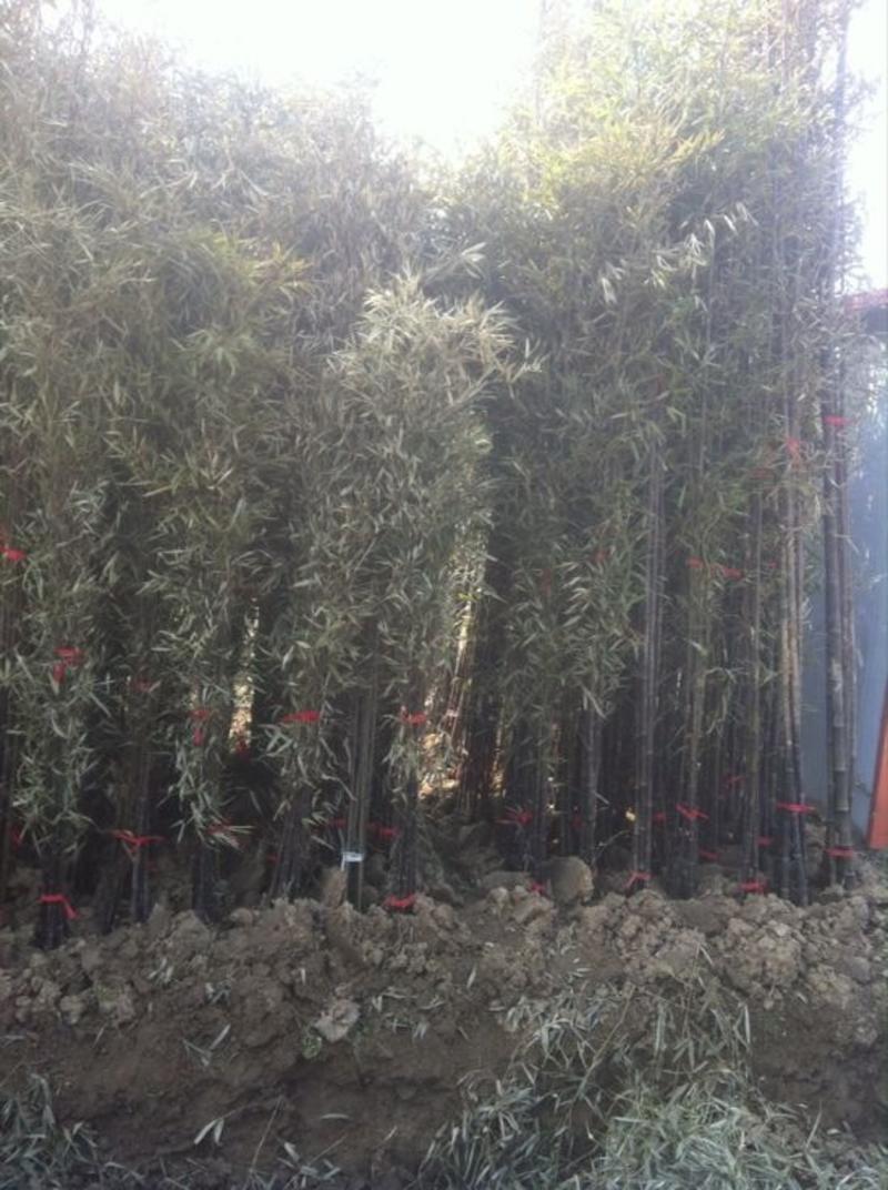 绿竹1~2m