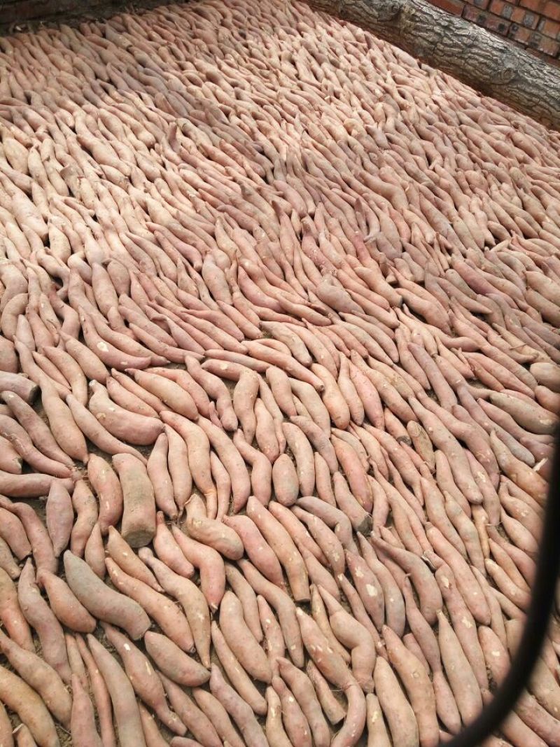 红薯苗25~35cm