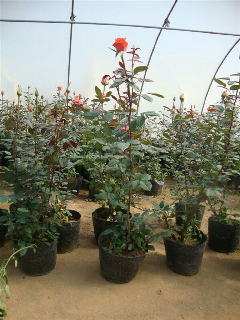 玫瑰苗20~30cm玫瑰花苗大花带花苞花卉观花绿植物盆