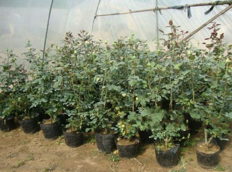 玫瑰苗20~30cm玫瑰花苗大花带花苞花卉观花绿植物盆