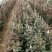 玫瑰苗20~30cm玫瑰花苗大花带花苞花卉观花绿植物盆