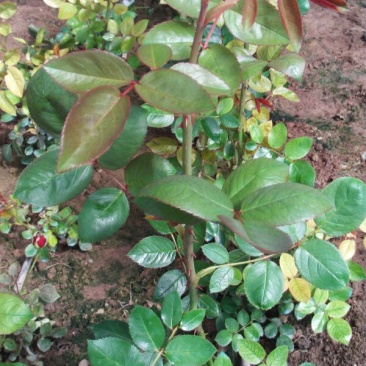 玫瑰苗20~30cm玫瑰花苗大花带花苞花卉观花绿植物盆