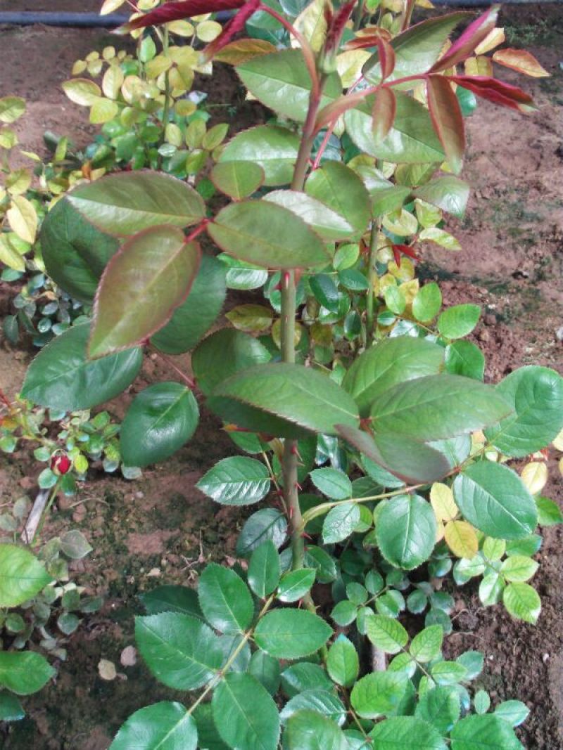 玫瑰苗20~30cm玫瑰花苗大花带花苞花卉观花绿植物盆