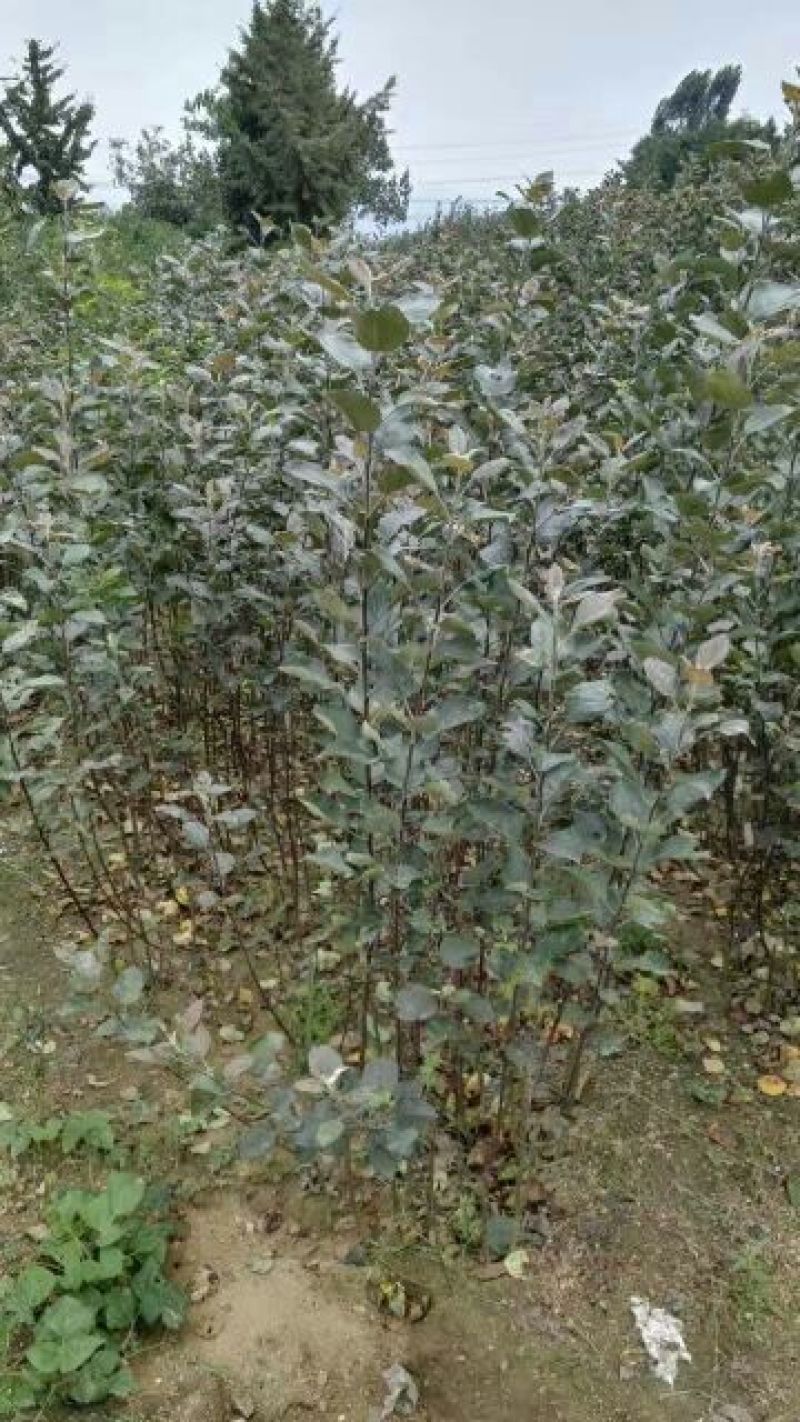 红富士苹果树苗80cm以上