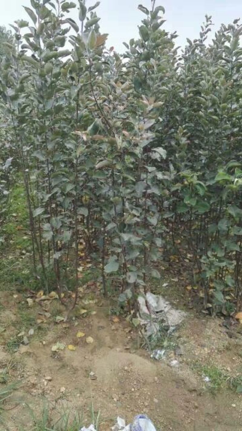 红富士苹果树苗80cm以上
