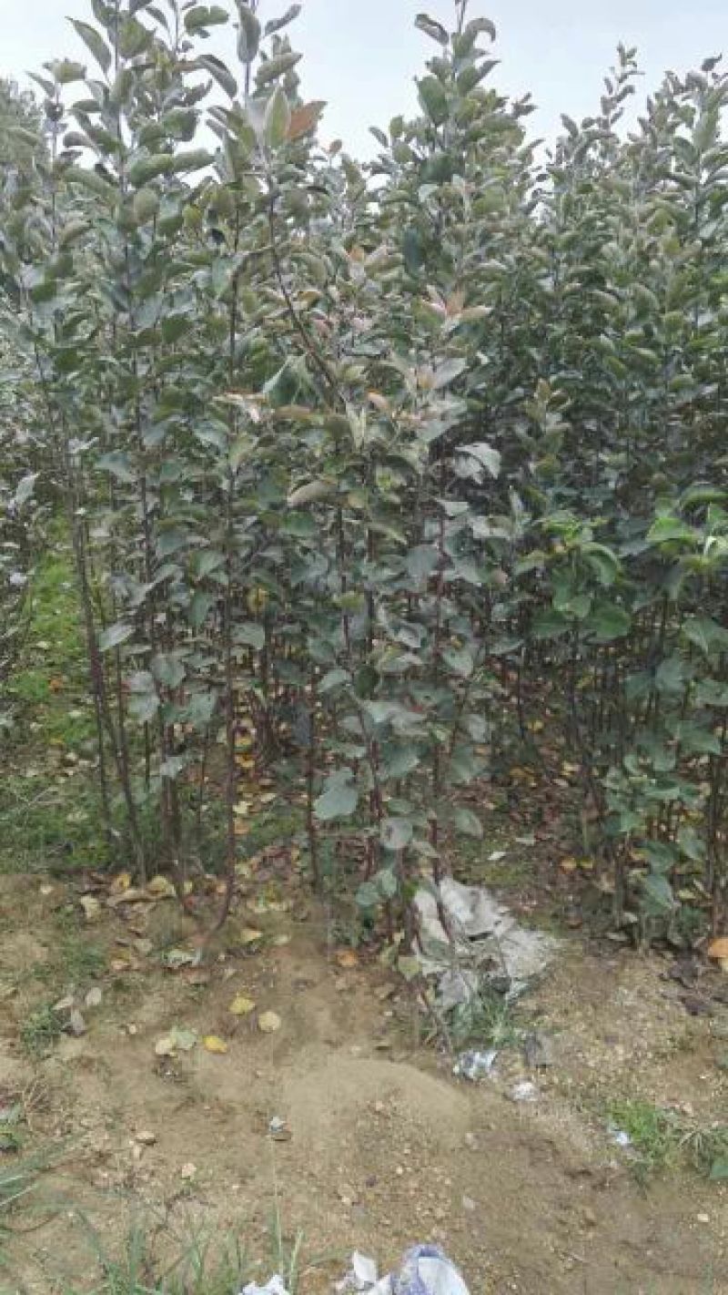 红富士苹果树苗80cm以上