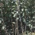 红富士苹果树苗80cm以上