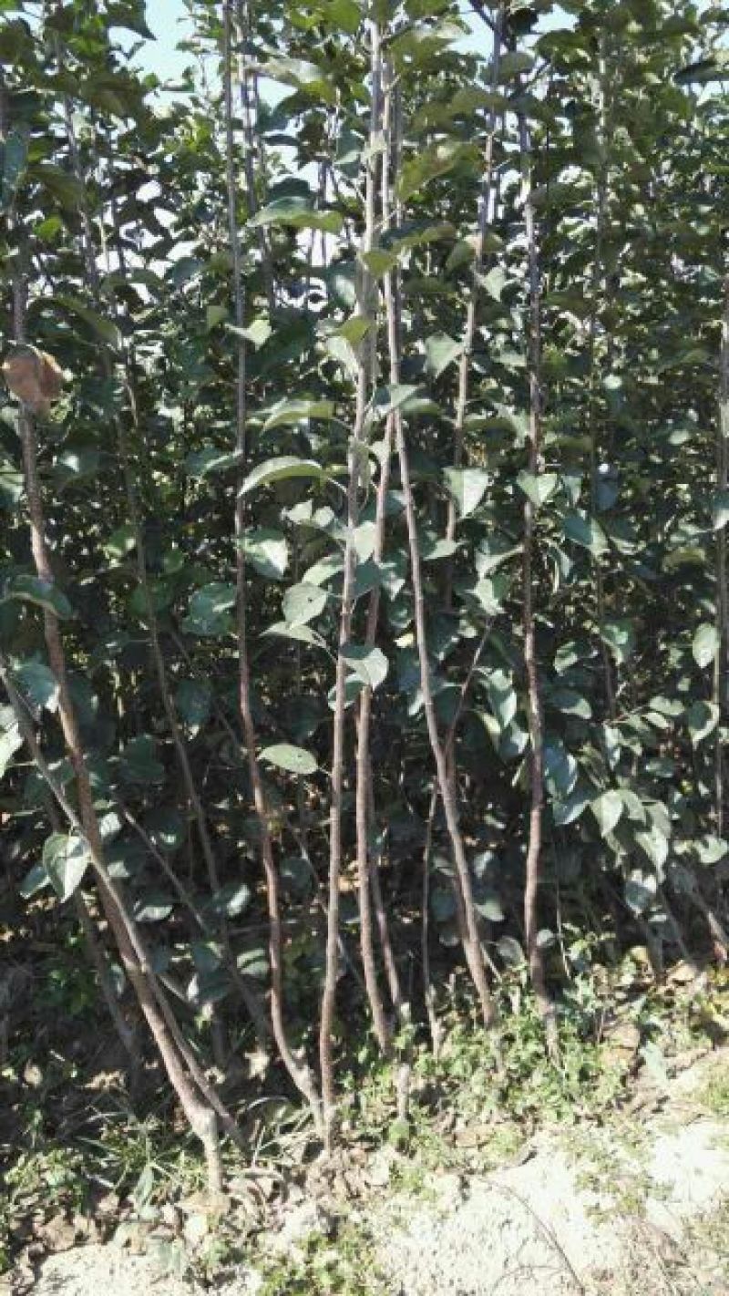 红富士苹果树苗80cm以上