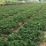 草莓苗10cm以下