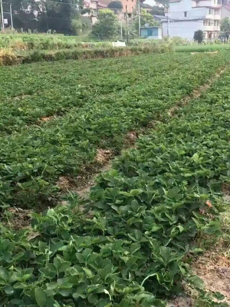 草莓苗10cm以下