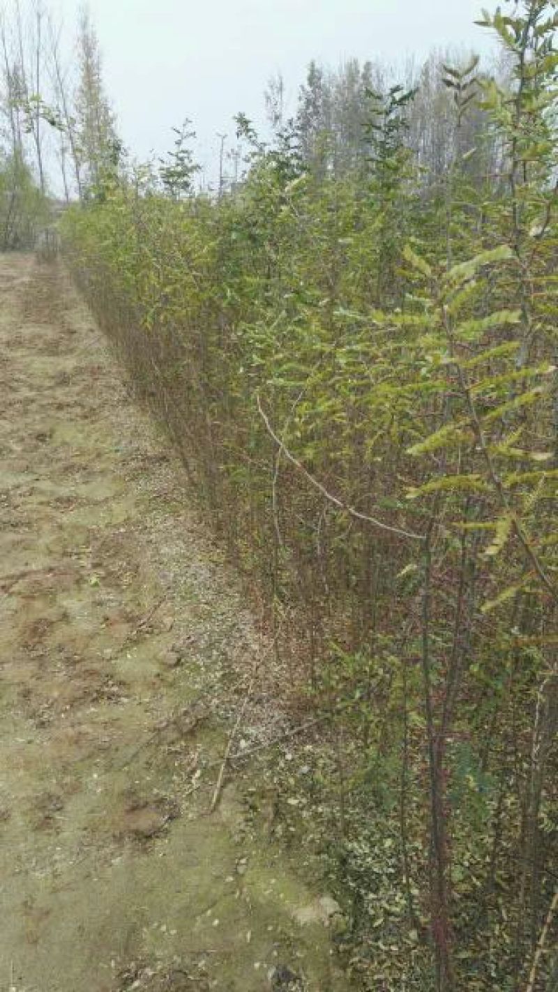 皂角树苗50~80cm