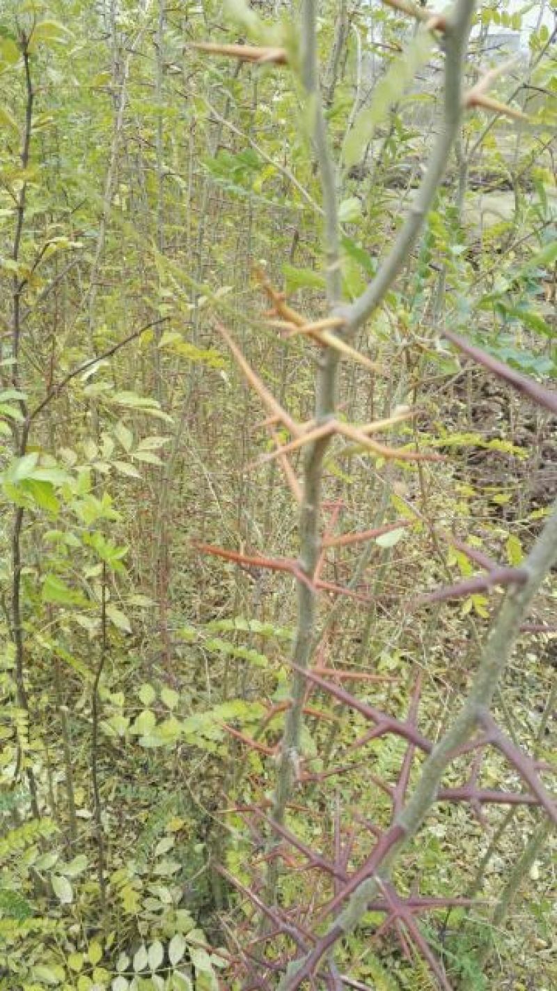 皂角树苗50~80cm