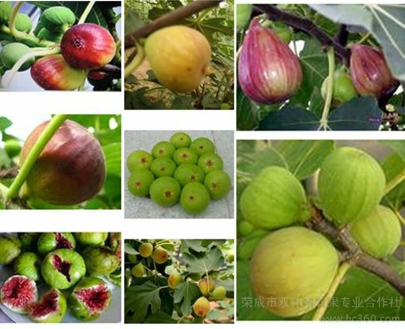 无花果树苗80~100cm