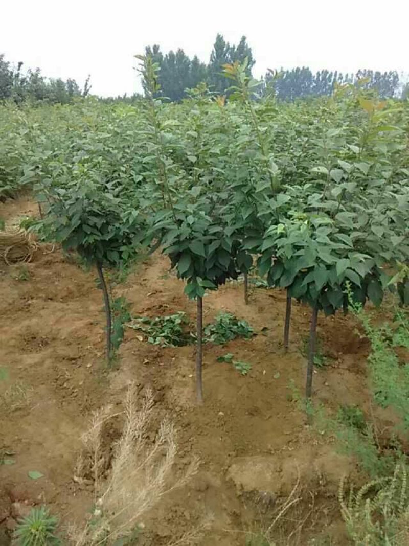 樱花树2cm以下4cm以下1.5~2米