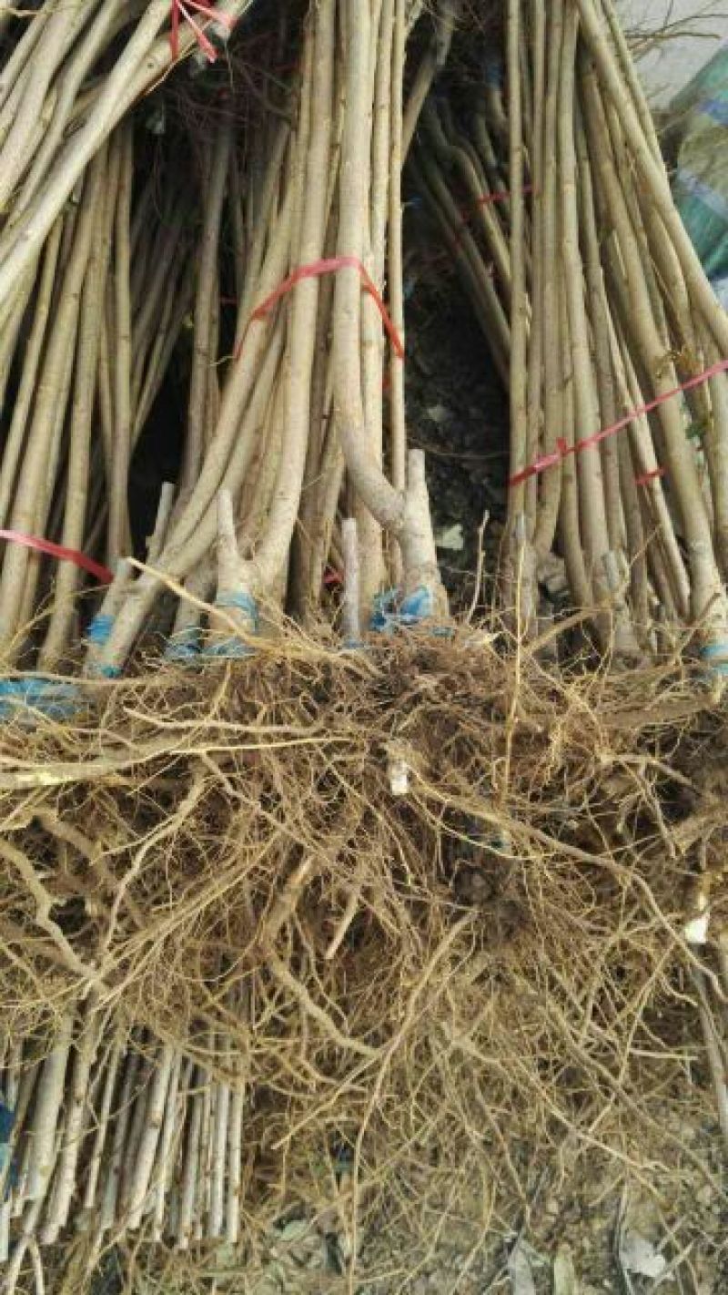 樱花树2cm以下4cm以下1.5~2米