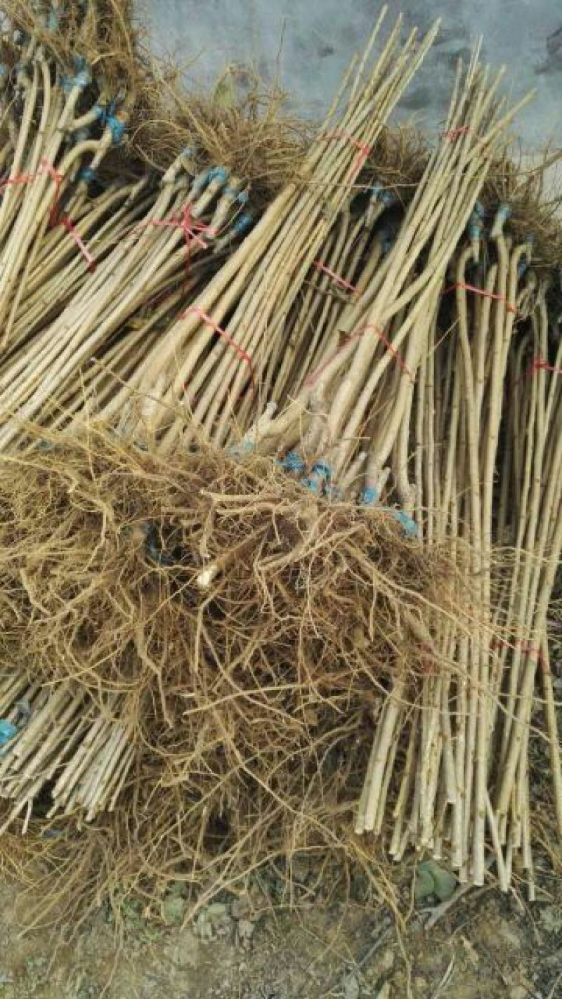 樱花树2cm以下4cm以下1.5~2米