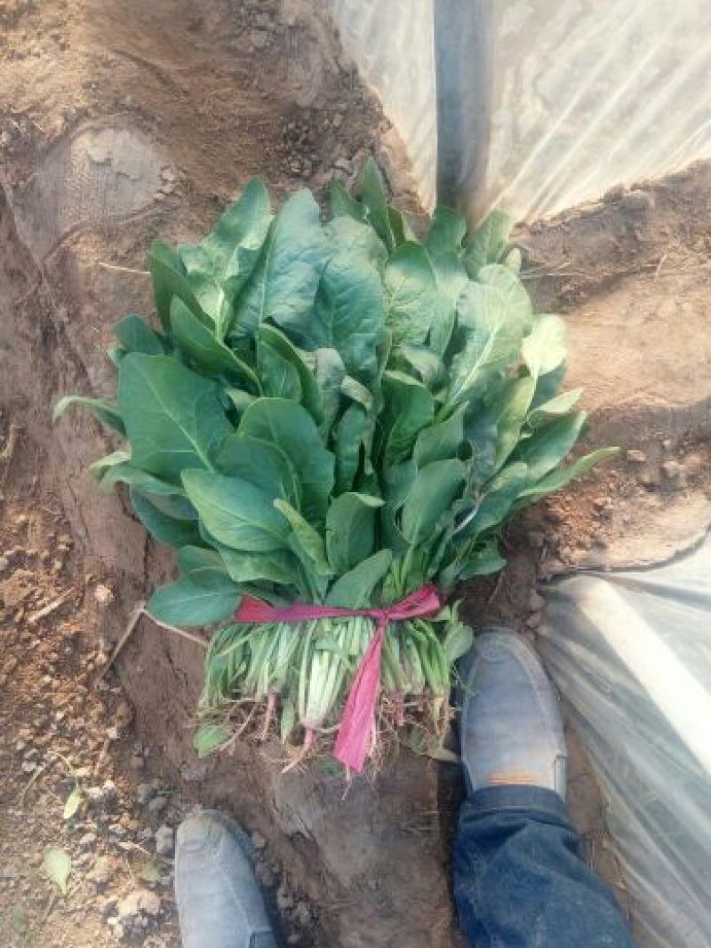 小叶菠菜30~35厘米