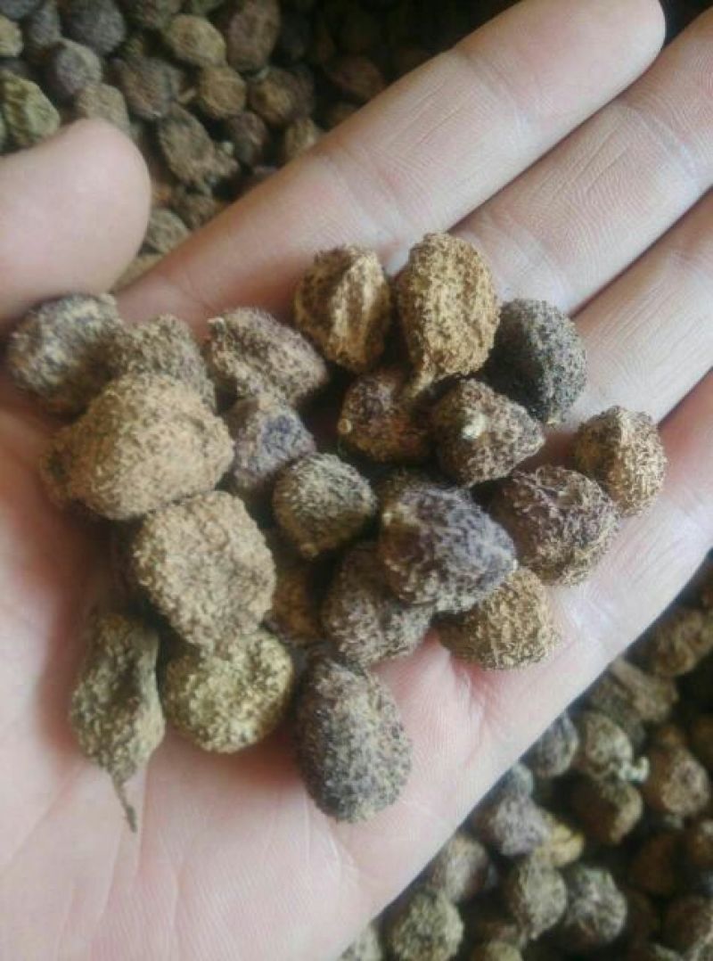 阳春砂仁